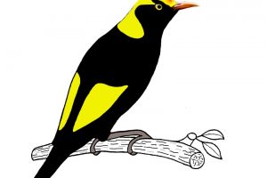 Manning Great Lakes Birdwatchers Inc